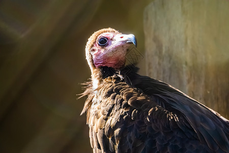 身戴头罩的秃鹰 面部被紧闭 严重濒危 从非洲沙漠来的拾荒鸟背景