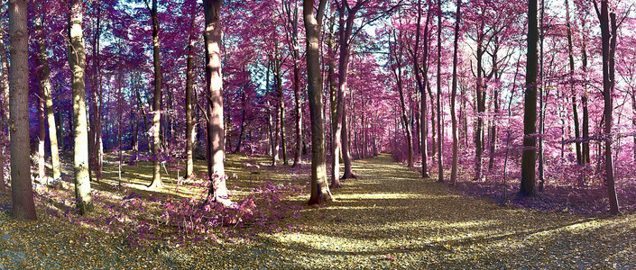 乡村 la 美丽的粉红色和紫色红外线全景正方形叶子森林樱花墙纸漫画马赛克树木公园反射背景图片