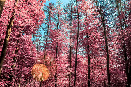 乡村 la 美丽的粉红色和紫色红外线全景天空反射树木木头公园叶子樱花蓝色墙纸正方形背景图片