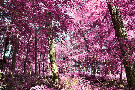 乡村 la 美丽的粉红色和紫色红外线全景叶子木头树木公园天空墙纸反射正方形树叶森林背景图片