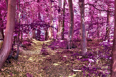 乡村 la 美丽的粉红色和紫色红外线全景蓝色樱花公园正方形反射马赛克天空墙纸树叶森林背景图片