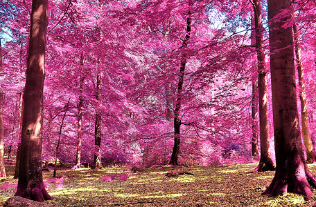 乡村 la 美丽的粉红色和紫色红外线全景正方形马赛克樱花墙纸公园树木树叶森林叶子反射背景图片