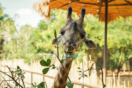 长颈鹿吃树叶在自然动物园里 从树上植树的花叶植物背景