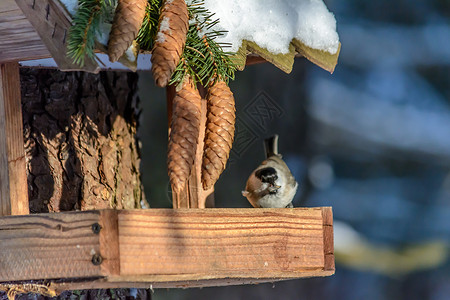 雪食物冬天的森林鸟类在饲料附近栖息公园阳光荒野花园动物群天气尾巴羽毛种子粮食背景