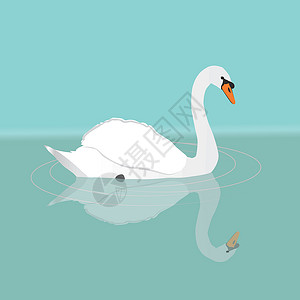 白天鹅羽毛翅膀水禽镜子鸭子芭蕾舞神话橙子天鹅水鸟背景图片