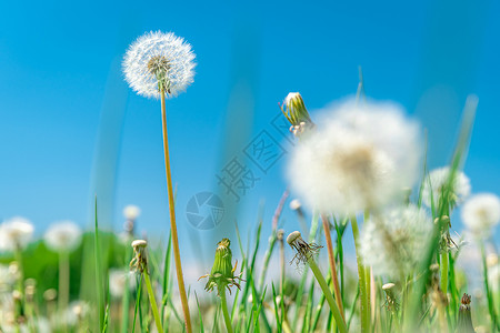 百日草种子吹球生长高清图片
