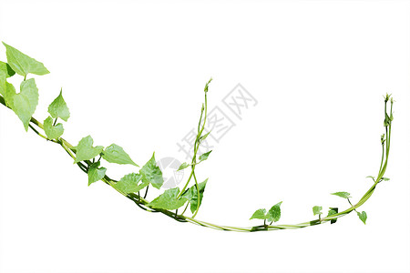 白色背景上的藤树植物分离绿色植物叶子爬行者绿色生长藤蔓花园植物学边界背景图片