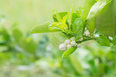 柠檬树枝花花园花朵绿色农业白色宏观叶子植物晴天橙子高清图片