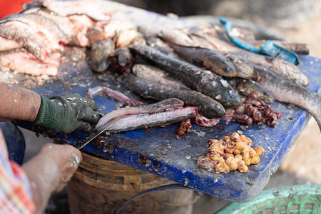 蛇头鱼被切割和干净 认为生活简单 贫穷高清图片