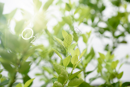 植物类icon模糊背景上的天然新鲜绿叶和氧气图标自由公园叶子植物环境草地生态晴天风景背景