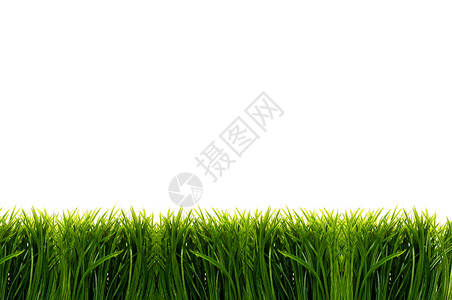 绿绿草场地花园白色公园风格季节植物装饰农场环境背景图片