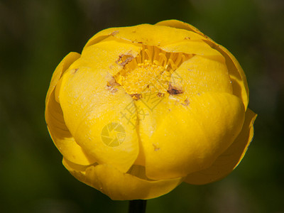月经植物花朵焦点选择性花瓣背景图片