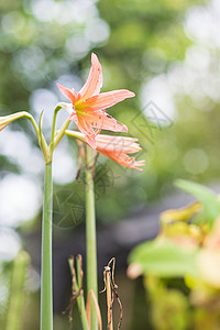 四方向花花图片