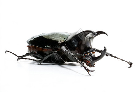 大兜甲虫自然荒野高清图片