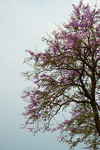 泰国清迈清迈山野喜马拉雅山樱桃绿色植物天空季节森林叶子花朵植物群粉色荒野背景图片