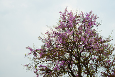 泰国清迈清迈山野喜马拉雅山樱桃植物季节森林荒野植物群花朵绿色天空粉色叶子背景图片