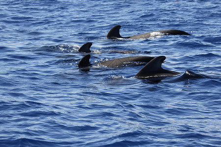 头上长花鲸鱼螺旋长鳍野生动物海浪动物鲸鱼游泳保护飞行员哺乳动物航鲸背景