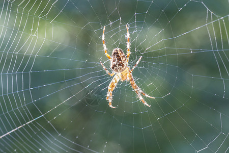 克鲁兹斯平因Name宏观野生动物蜘蛛花园荒野棕色昆虫动物漏洞背景图片