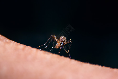 大便带血生物学蚊科高清图片