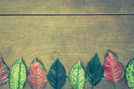 木制背景上的秋叶 复古万科桌子植物群叶子绿色季节植物学植物背景图片