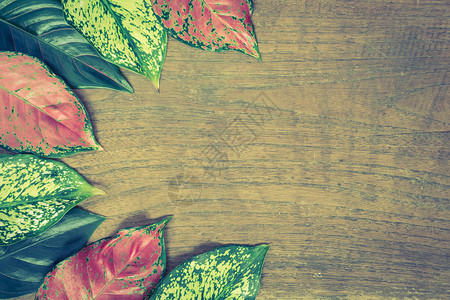 木制背景上的秋叶 复古万科季节桌子叶子植物学绿色植物群植物背景图片