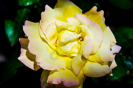 花园里有美丽的黄玫瑰花朵植物叶子黄色植物群玫瑰淡黄色植物学白色绿色花瓣背景图片