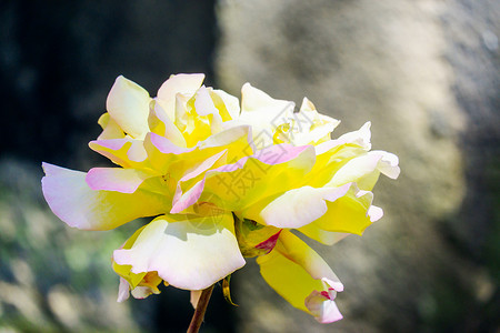 花园里有美丽的黄玫瑰花朵淡黄色黄色花瓣植物群白色叶子玫瑰植物绿色植物学背景图片