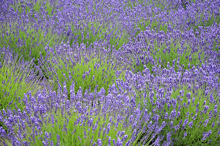 紫色熏衣草地背景图片