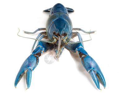 析构函数白底蓝龙虾切拉克斯毁灭器生活螃蟹野生动物海鲜生物学动物群龙虾宠物蓝色螯虾背景