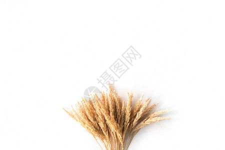 白色背景的米稻耳朵 无文字空间风格稻田糖类金子装饰谷物农业种子叶子空白背景图片