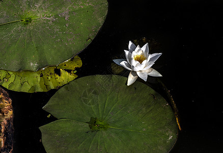 花土耳其 卡拉苏森林叶子季节池塘绿色植物家庭花朵火鸡旅游植物背景图片