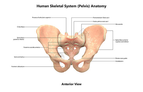 人类骨骼系统用标签剖解侧观描述高清图片