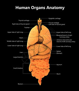 人体肌肉素材人体完整内部器官 用标签描述的内脏器官背景