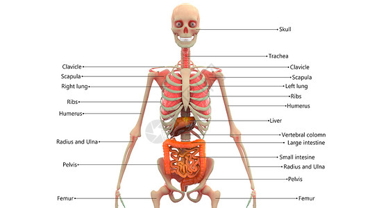 用标签 Anatom 描述的人体内部器官背景图片