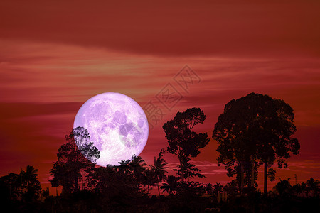 夜空中的紫色超级月亮背影树云背景图片