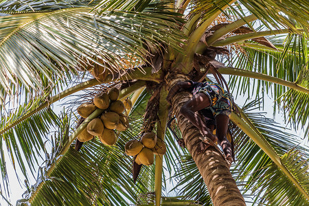 菲托塔爬上可可椰子棕榈树树干的人水果阴影棕榈植物木头生长椰子森林热带可可背景