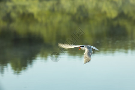 燕鸟飞过池塘高清图片