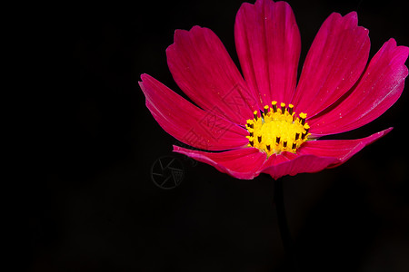 Dianthus 花花宏红色花园白色石竹背景图片