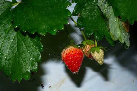 草莓果与树同在采摘背景图片