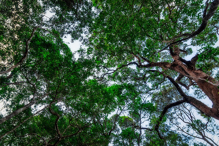 森林的自然资源和林太阳阳光绿色自然背景图片