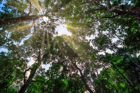 森林的自然资源和林自然太阳绿色阳光背景图片