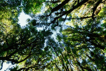 森林的自然资源和林太阳自然绿色阳光背景图片
