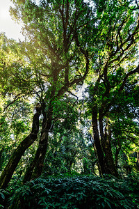 森林的自然资源和林自然太阳阳光绿色背景图片