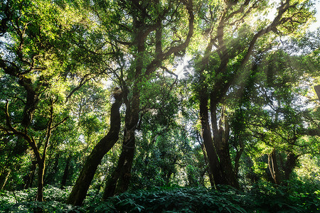 森林的自然资源和林绿色太阳阳光自然背景图片