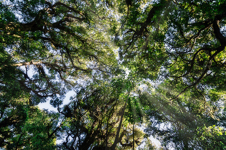 森林的自然资源和林阳光太阳绿色自然背景图片