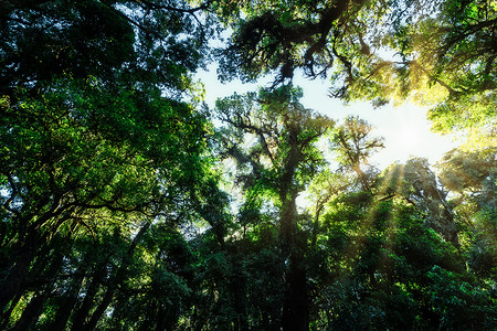 森林的自然资源和林阳光绿色自然太阳背景图片