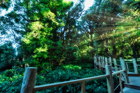 森林的自然资源和林自然绿色太阳阳光背景图片