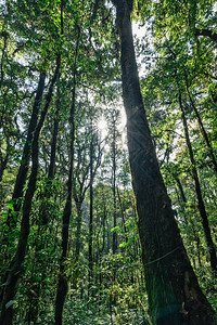 森林的自然资源和林太阳绿色阳光自然背景图片