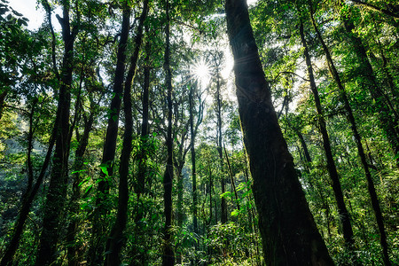 森林的自然资源和林太阳绿色自然阳光背景图片