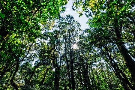 森林的自然资源和林自然阳光绿色太阳背景图片